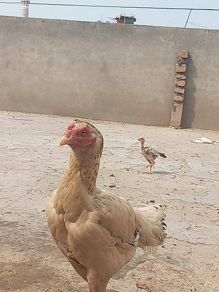 Aaaaaaa 5