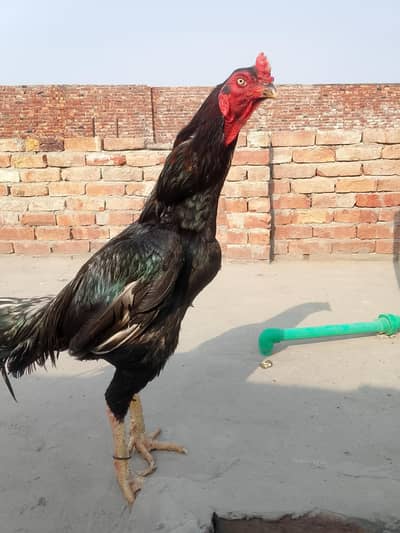 Ram Puri +Shamo cross