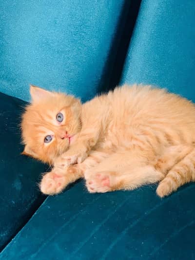Persian orange kittens