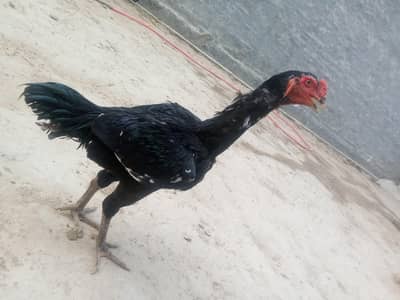 shamo for sale hight quality