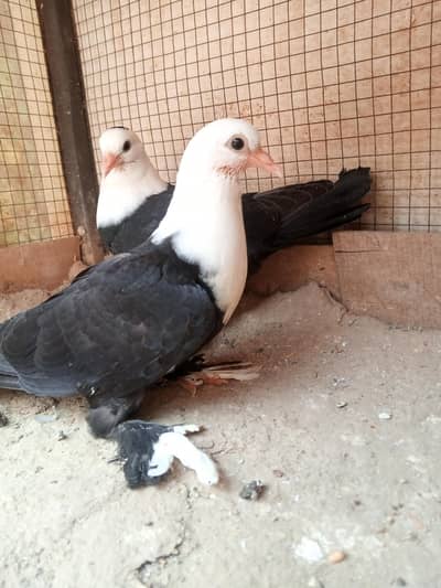 Karbalai Chicks Pair 0302-6574443