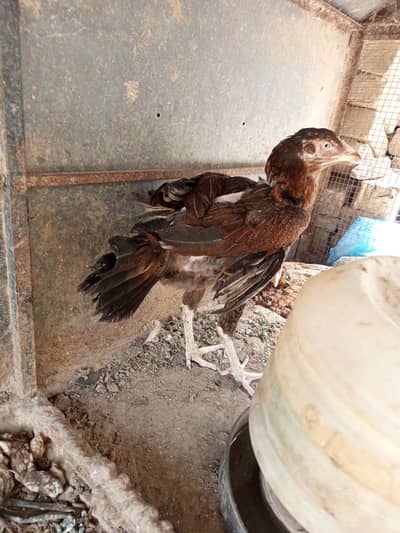 aseel Madi pure for sale