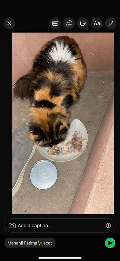 Persian call family for sale