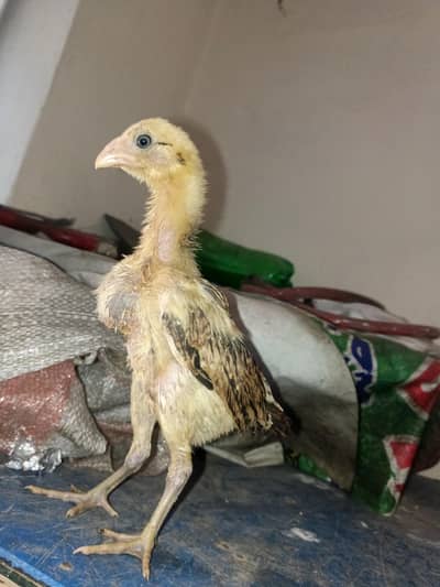 Thai Chicks | Thai | Bermi Chicks | Chicks | Chozay | Thai Chozay |