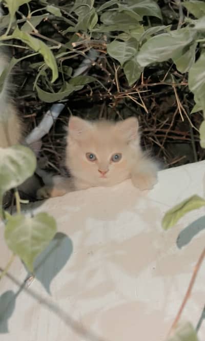 My little baby kitties looking for new home