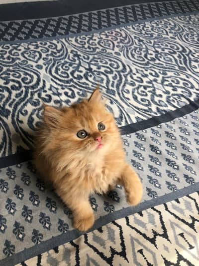 High Quality persian kitten