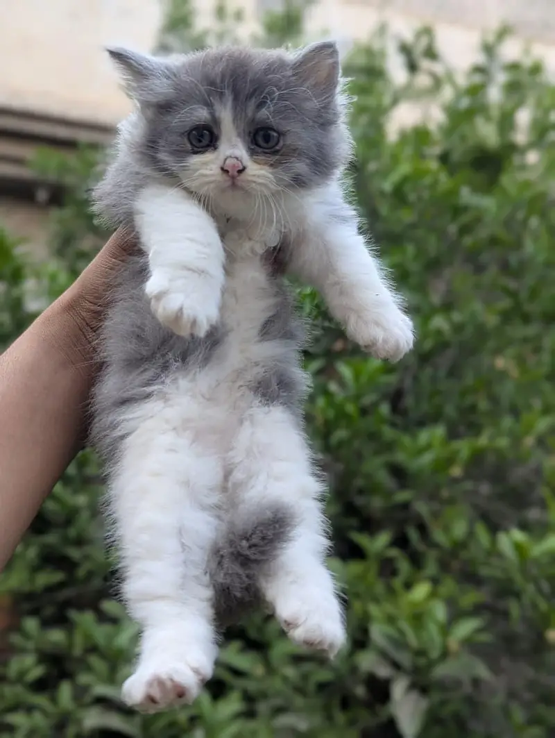 High Quality persian kitten — photo 2