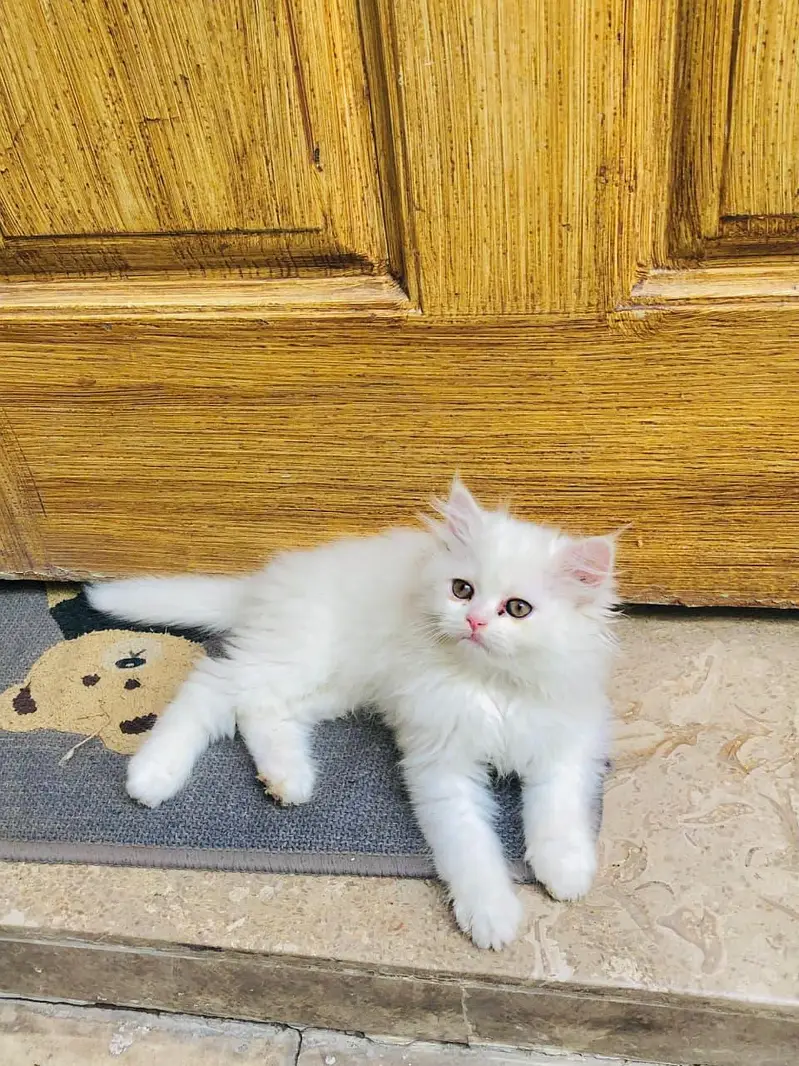 High Quality persian kitten — photo 3