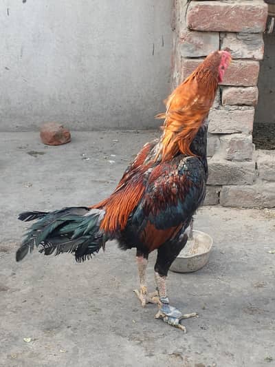 Bermi Murga | Bermi| Burmi Murga | Burmi | Hen | Murga |