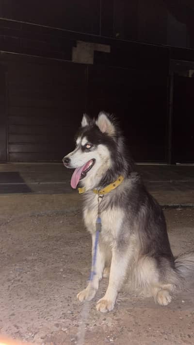husky