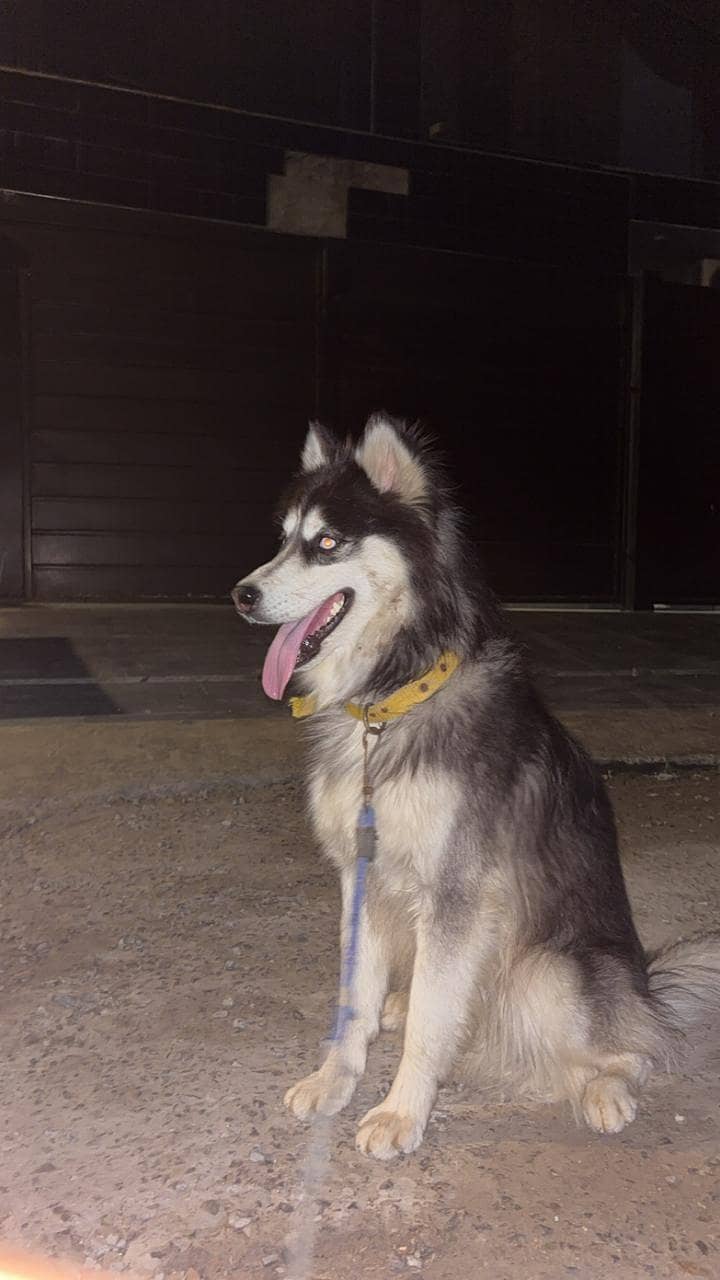 husky 0