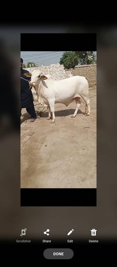 beautiful Bull