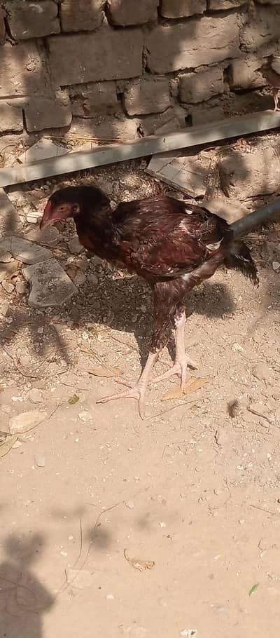 aseel hen for sale  total 7 ha