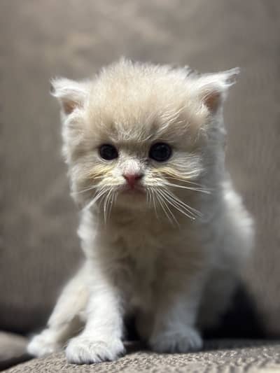Kittens for Sale