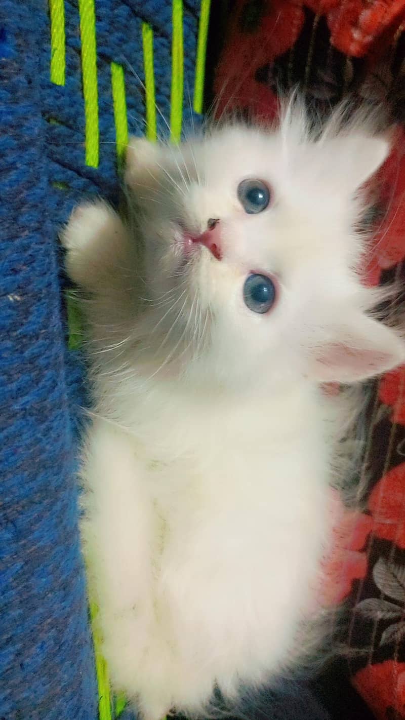 kittens 0
