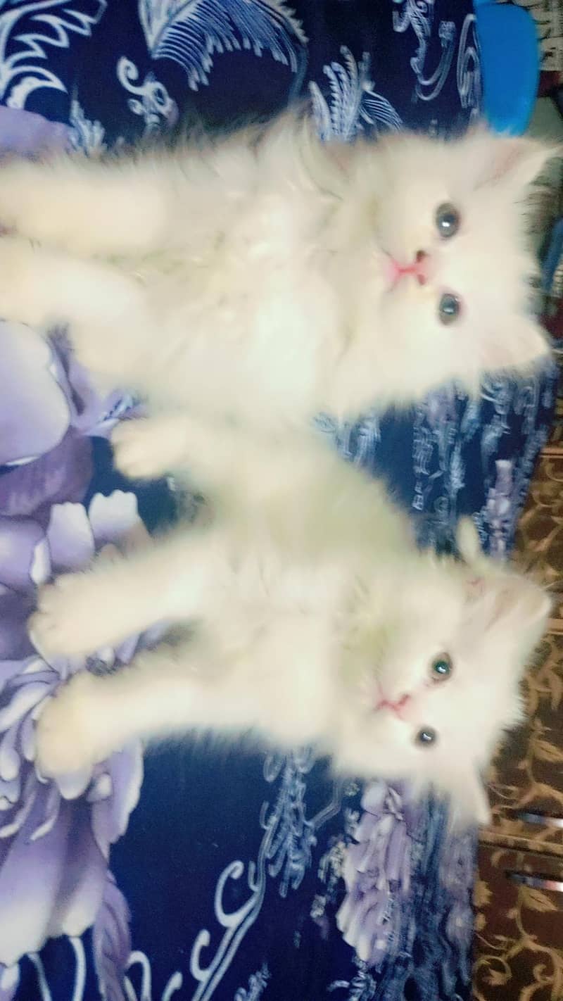 kittens 1