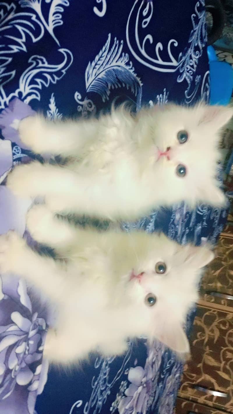 kittens 2