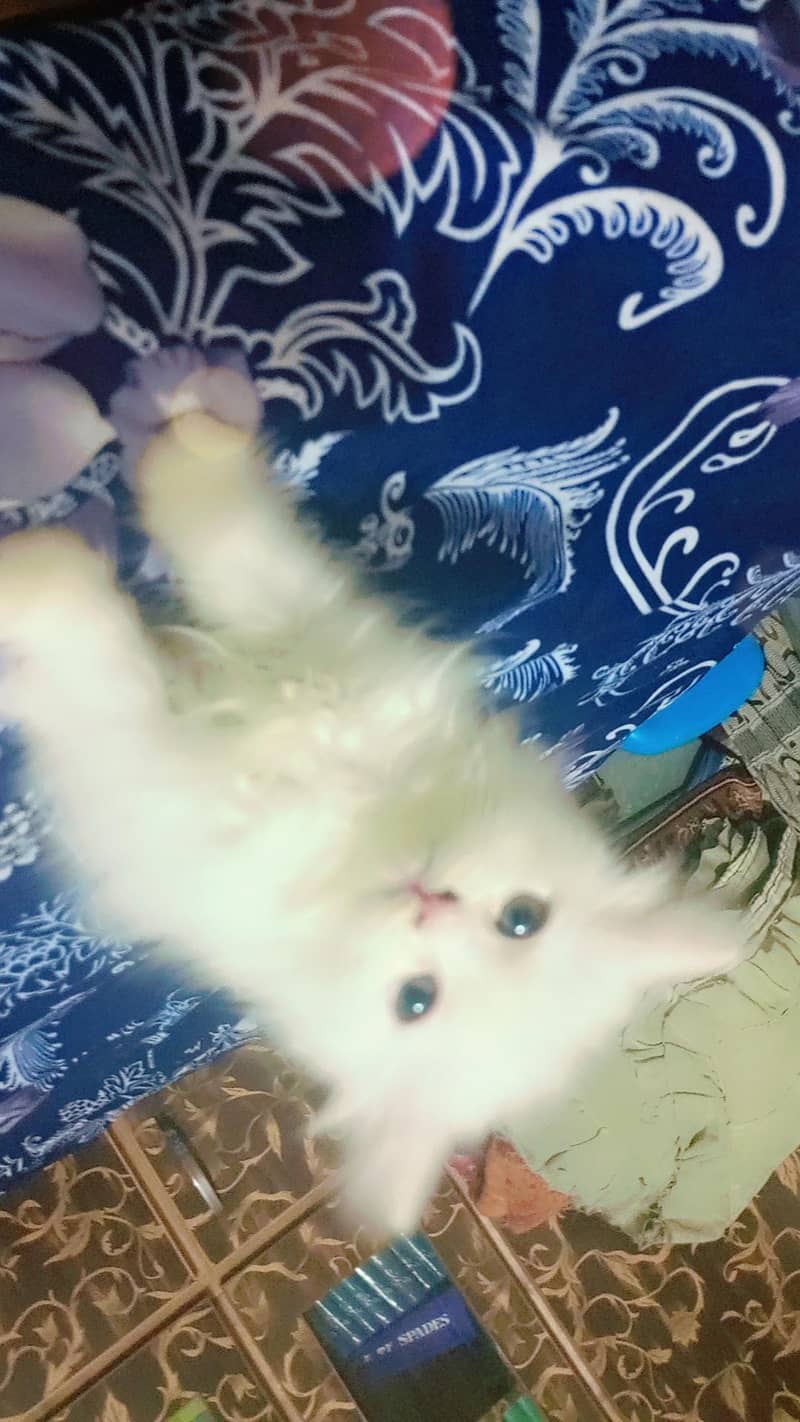 kittens 3