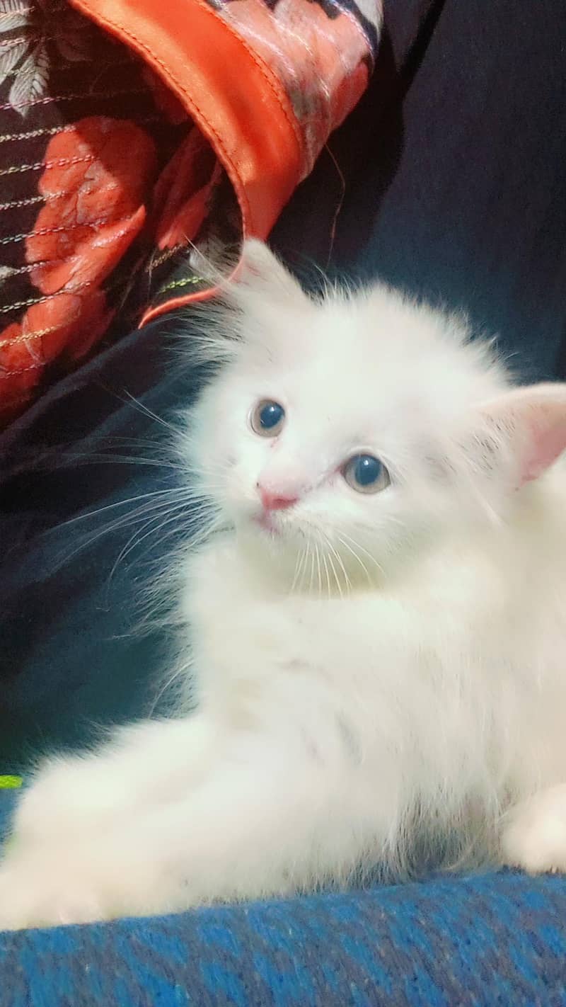 kittens 4