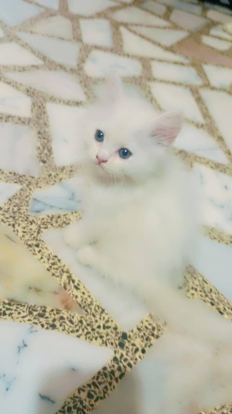 kittens 5