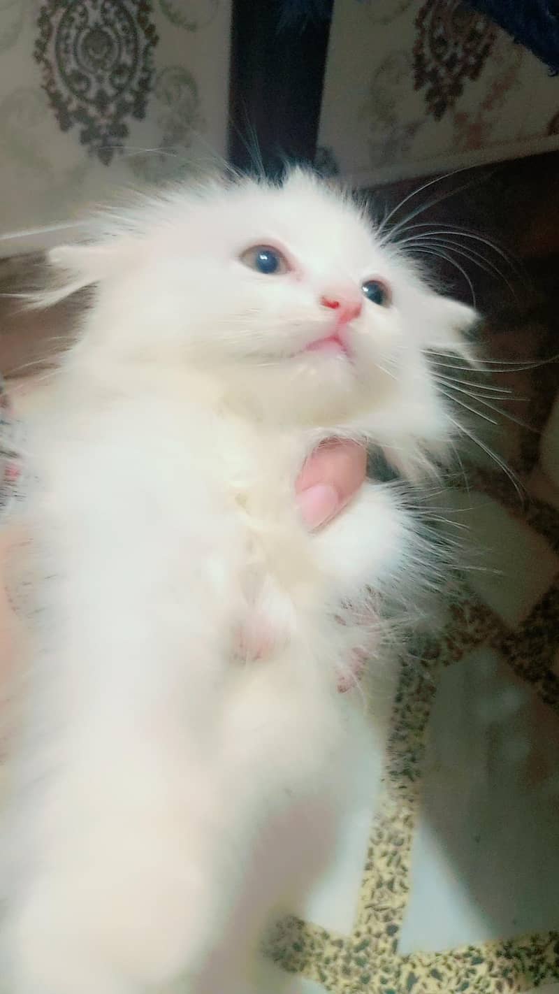 kittens 6