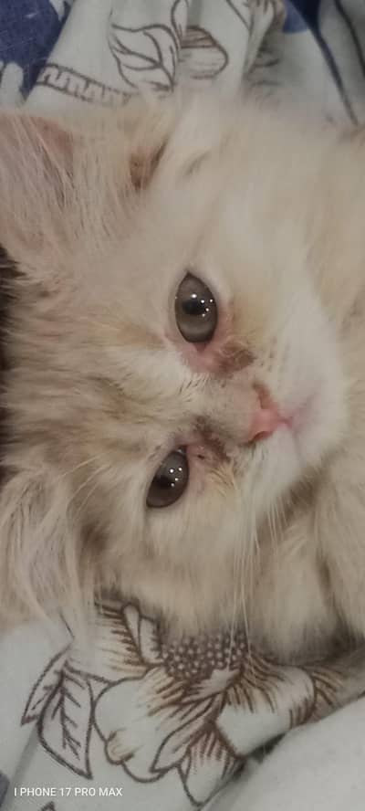 beautiful healthy active playful female kitten available