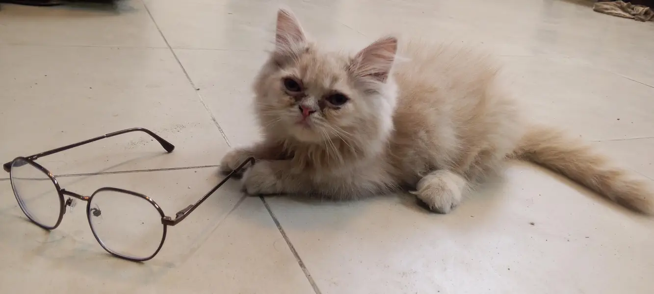 beautiful healthy active playful female kitten available — photo 2