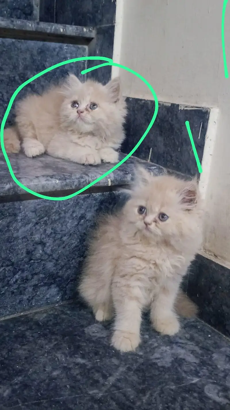 beautiful healthy active playful female kitten available — photo 3