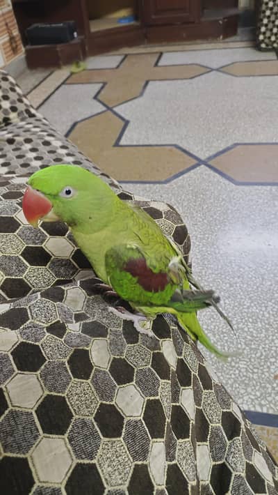 Kashmirii raw female parrot for sale