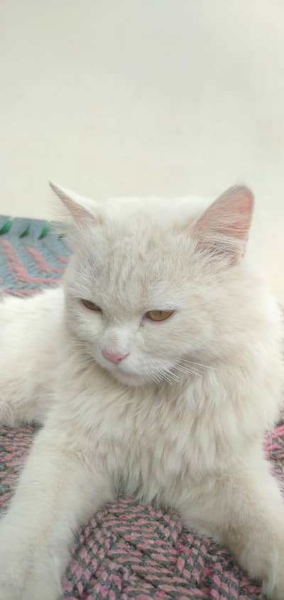 Russian cat for sale best for breading