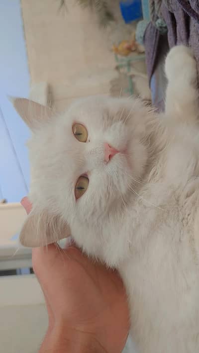 Russian cat for sale best for breading