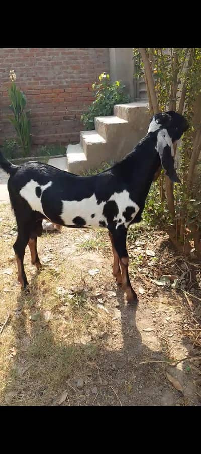 Amritsari beetal young breeder