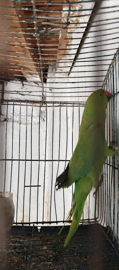 green parrot