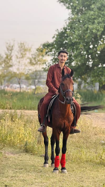 Premium Qamait Horse – 60+ Height | Active & Friendly