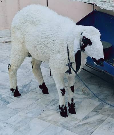 white sheep # safad chatra