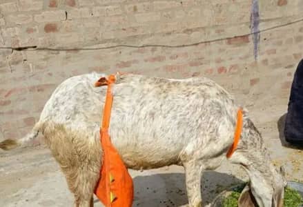 Pure makhi channi bakri