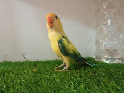 love birds pair