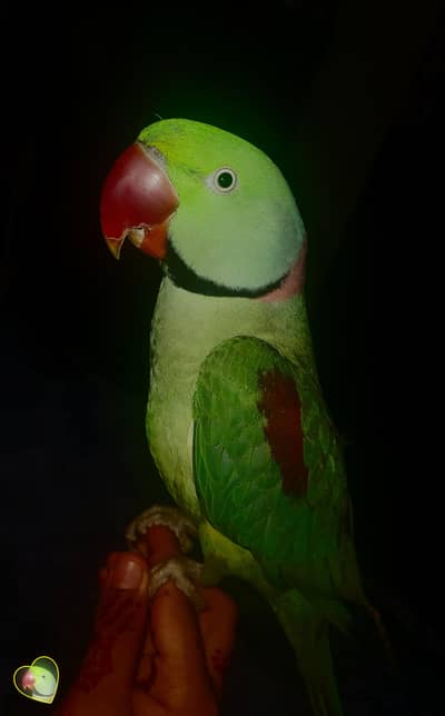 parrot