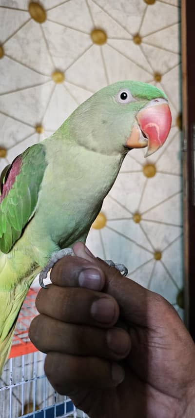 Adult Raw female for sale