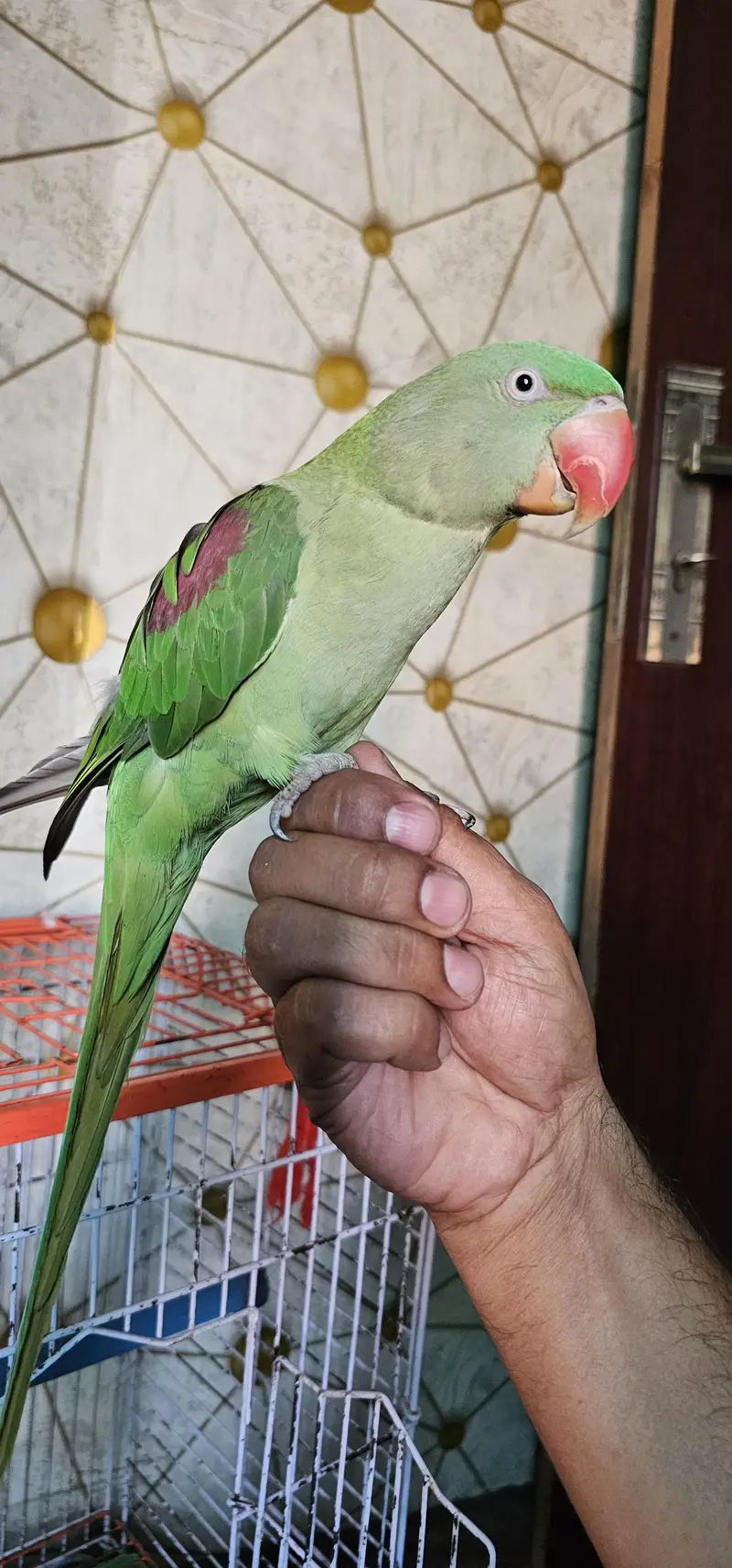 Adult Raw female for sale — photo 2
