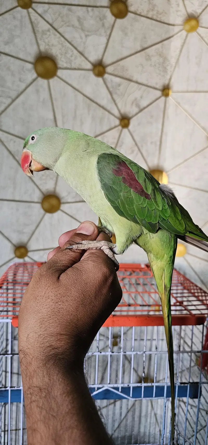 Adult Raw female for sale — photo 3