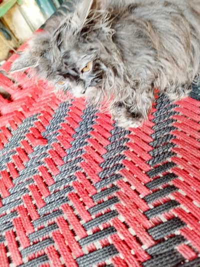persion kittin for sale - 0-3-1-4-2-6-4-0-0-1-8