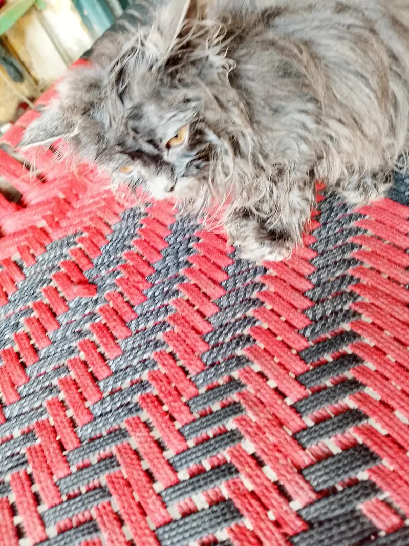 persion kittin for sale - 0-3-1-4-2-6-4-0-0-1-8 — photo 2