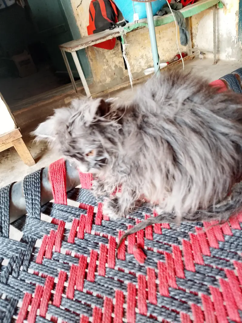 persion kittin for sale - 0-3-1-4-2-6-4-0-0-1-8 — photo 3