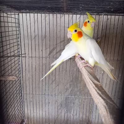 cream cocktail breeder