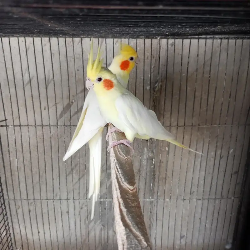cream cocktail breeder — photo 3