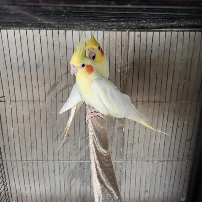 cream cocktail breeder — photo 4