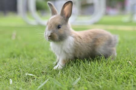 Lion head Bunnies / Fancy Rabbits/ Teddy bear bunnies for sale