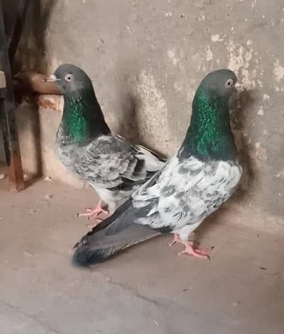 Qasoori + Dub waly