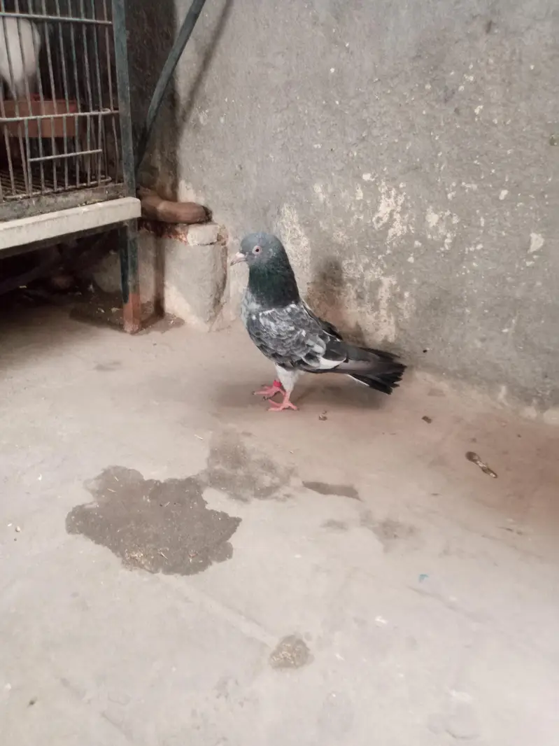 Qasoori + Dub waly — photo 7